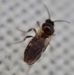Ceratopogonidae