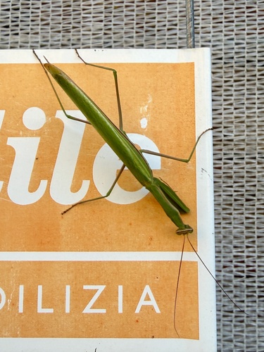 European Mantis