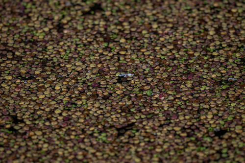 Spirodela polyrhiza, photograph 3