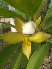 Cycnoches warscewiczii