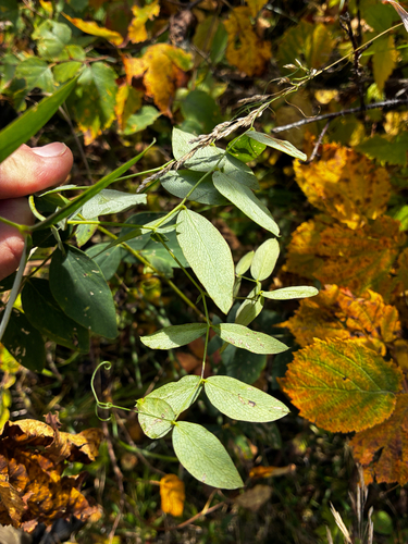 Lathyrus ochroleucus, photograph 2
