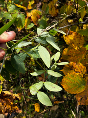 Lathyrus ochroleucus, photograph (c) Arthur Whiting, some rights reserved (CC BY)