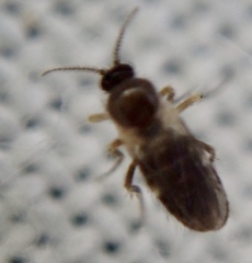 Ceratopogonidae