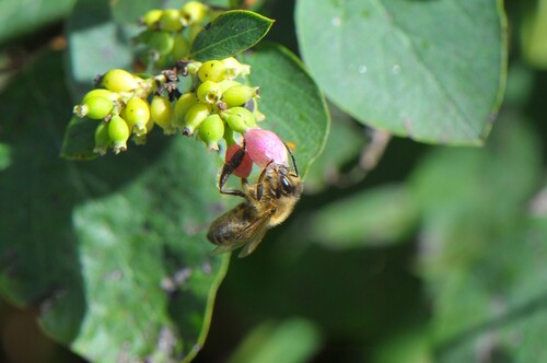 Western Honey Bee