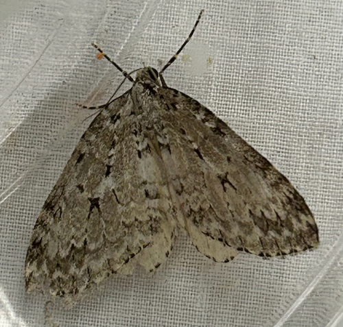 Autumnal Moth