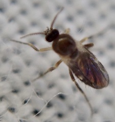 Ceratopogonidae