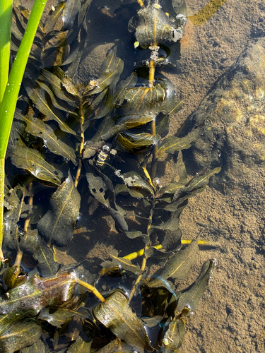 Potamogeton richardsonii, photograph 5