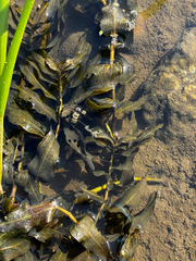 Potamogeton richardsonii, photograph (c) Arthur Whiting, some rights reserved (CC BY)