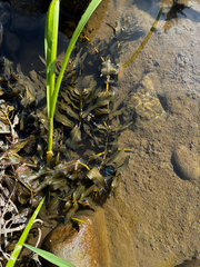 Potamogeton richardsonii, photograph (c) Arthur Whiting, some rights reserved (CC BY)