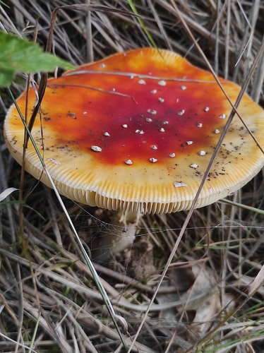 Fly Agaric