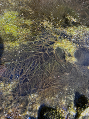 Stuckenia pectinata, photograph (c) Arthur Whiting, some rights reserved (CC BY)