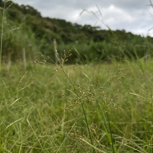 Fimbristylis quinquangularis observed 2026-09-23