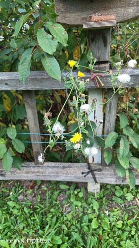 Perennial Sow Thistle