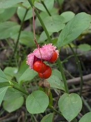 Euonymus obovatus, photograph (c) Nate W., some rights reserved (CC BY)