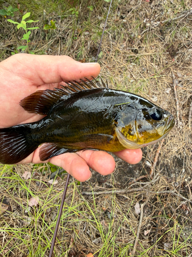 Mud Sunfish