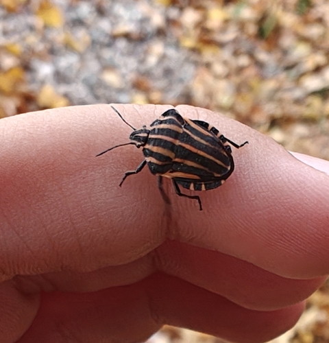 European Striped Shield Bug