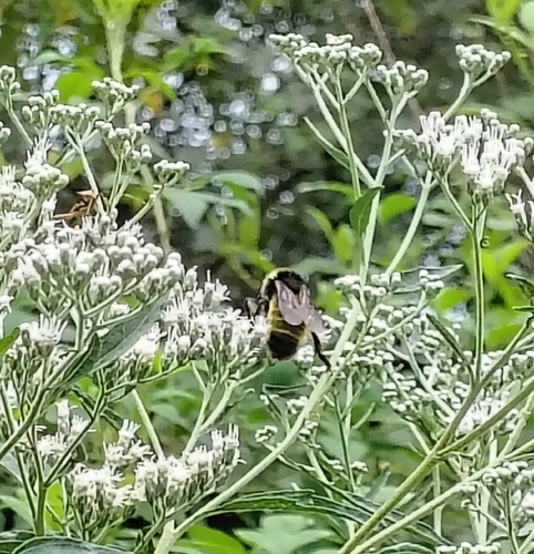 American Bumble Bee