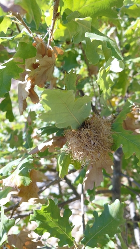 Andricus caputmedusae