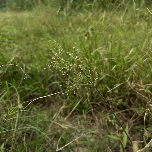 Fimbristylis quinquangularis observed 2026-09-23