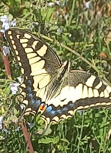 Old World Swallowtail