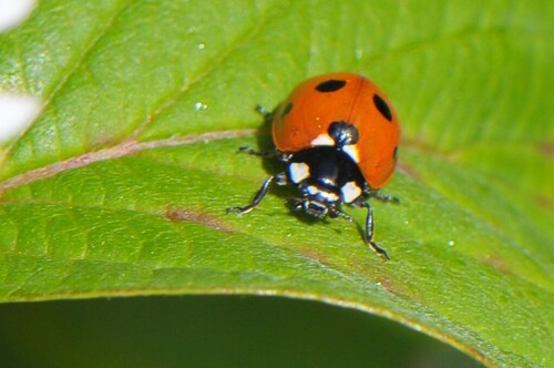 Seven-spotted Lady Beetle