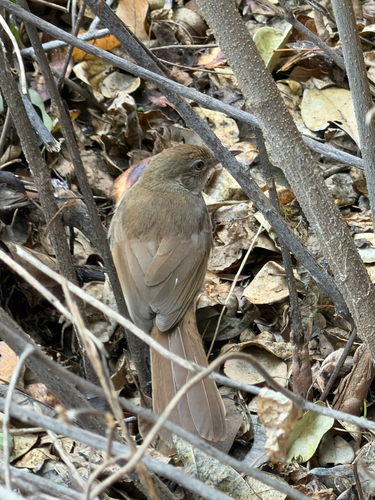 Terrestrial Brownbul
