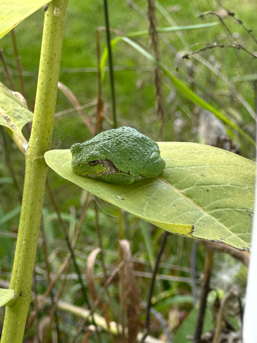 Gray Treefrog