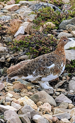 Willow Ptarmigan