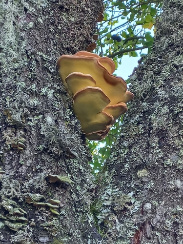 chicken of the woods