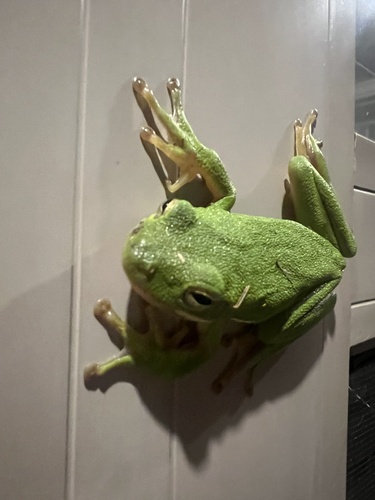 Green Treefrog