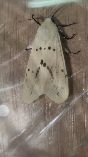 Spilarctia seriatopunctata