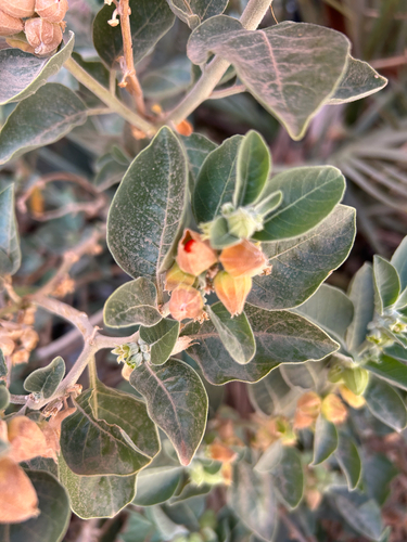 Ashwagandha