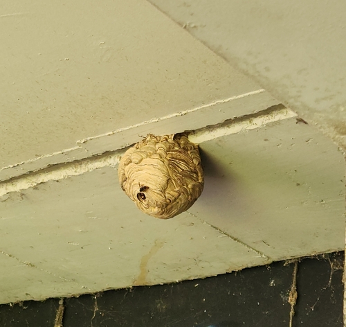 Yellow-legged Hornet