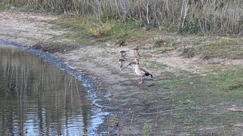 Egyptian Goose