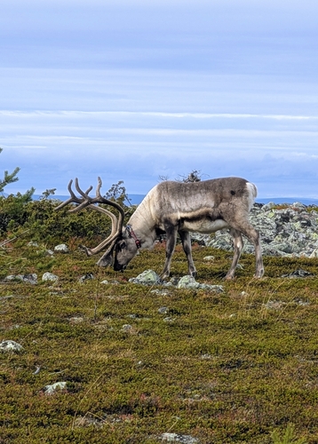 Caribou