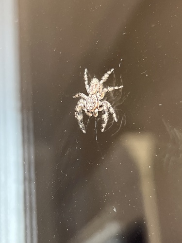 Tan Jumping Spider