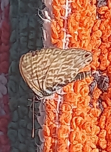 Lang's Short-tailed Blue