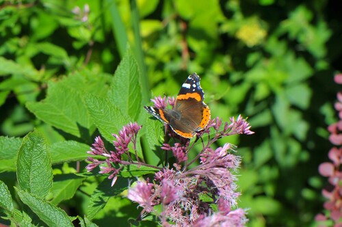 Red Admiral