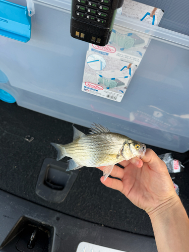 White Bass