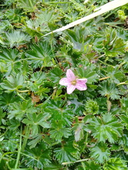 Alchemilla orbiculata