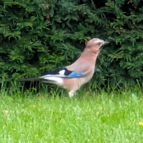 Eurasian Jay