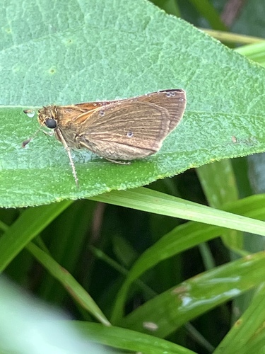 Tawny-edged Skipper