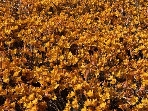 Rio Grande copper lily