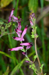 Fumaria muralis muralis