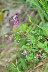 Fumaria muralis muralis