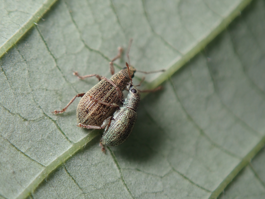Polydrusus leucaspis