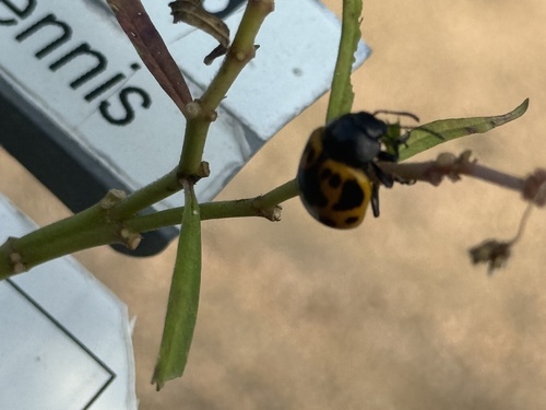 Swamp Milkweed Leaf Beetle