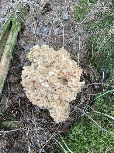 Cauliflower Fungus