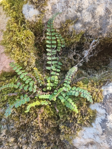 maidenhair spleenwort