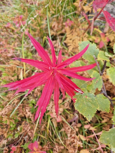 fireweed